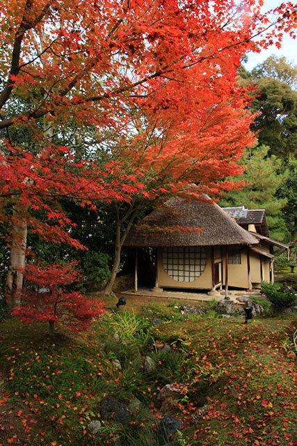 遺芳庵と足元の紅葉