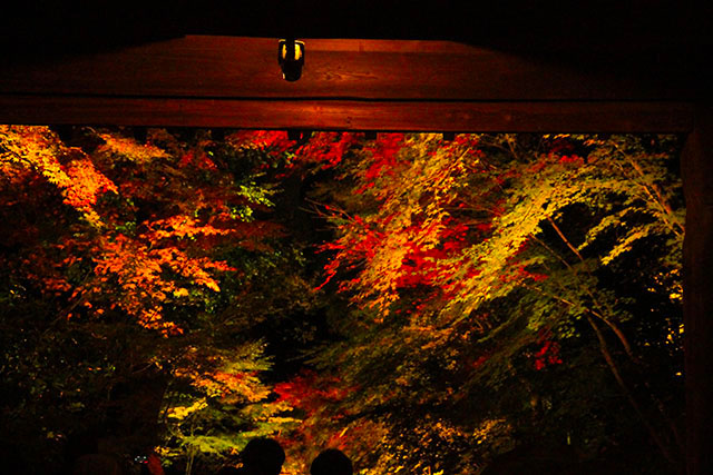 高台寺紅葉のライトアップ