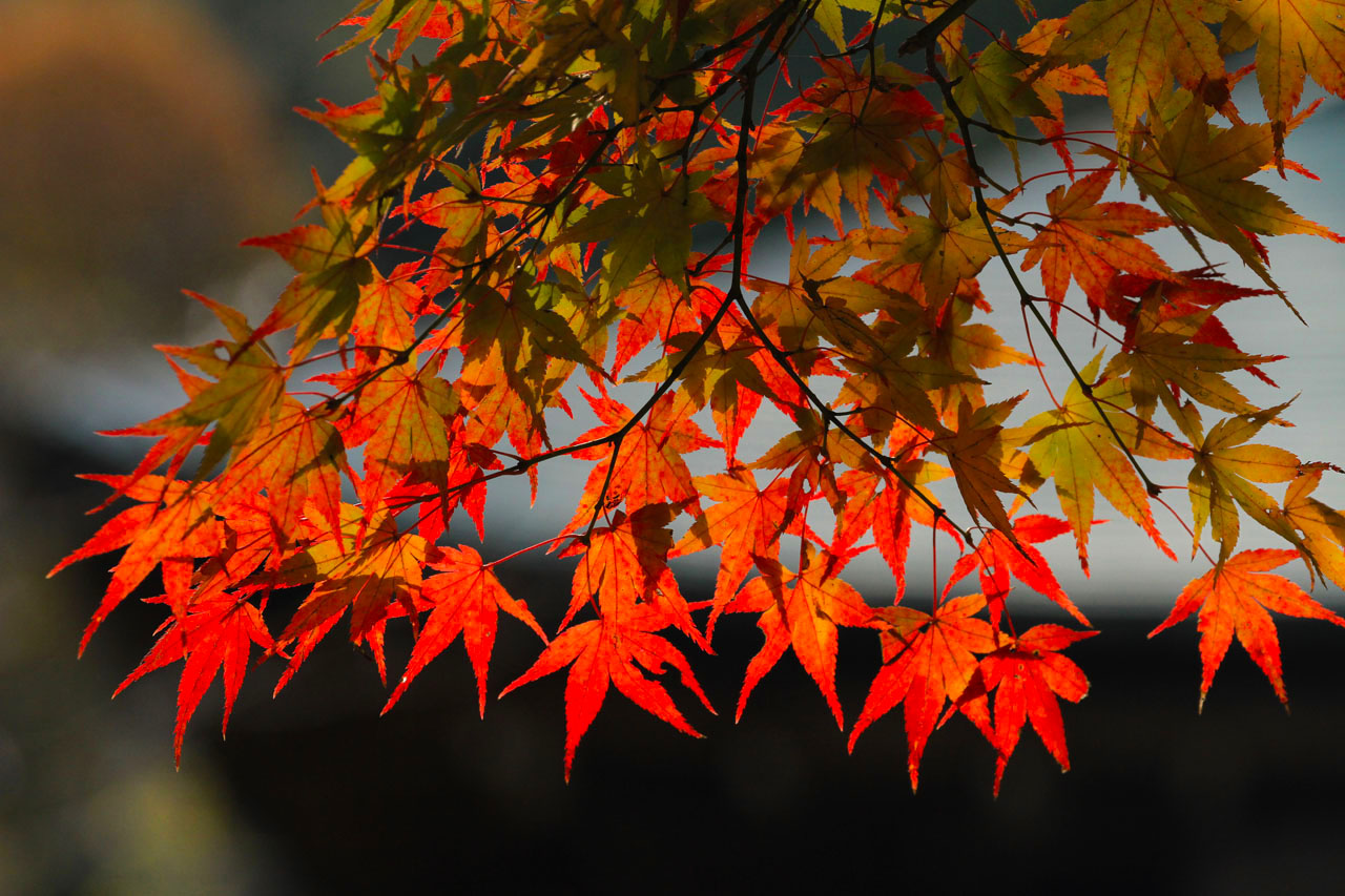 紅葉壁紙 二尊院 四季の山野草