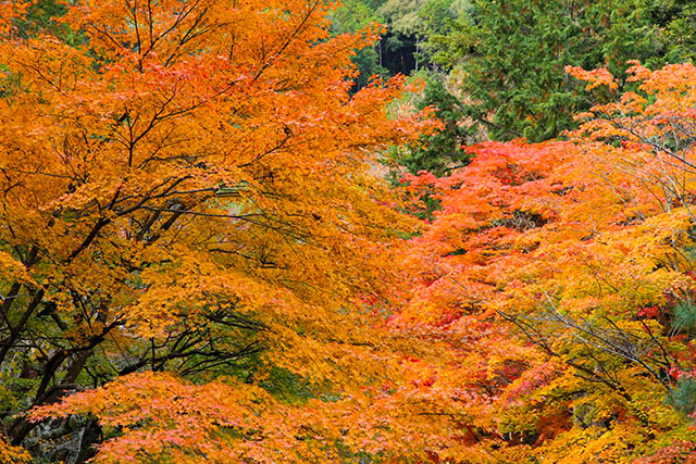 紅葉
