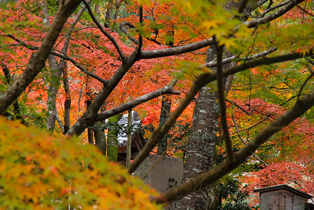 紅葉