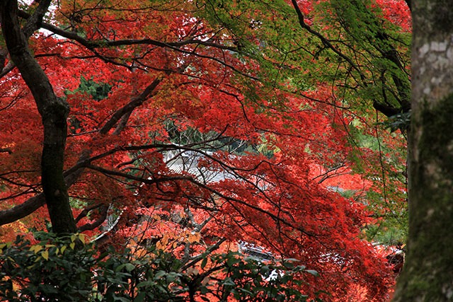 紅葉