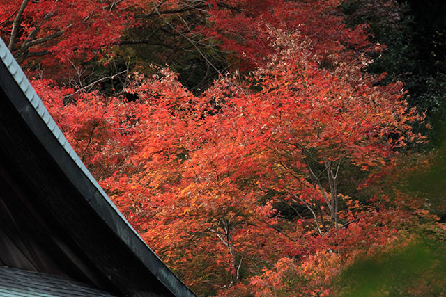 二尊院本堂と紅葉