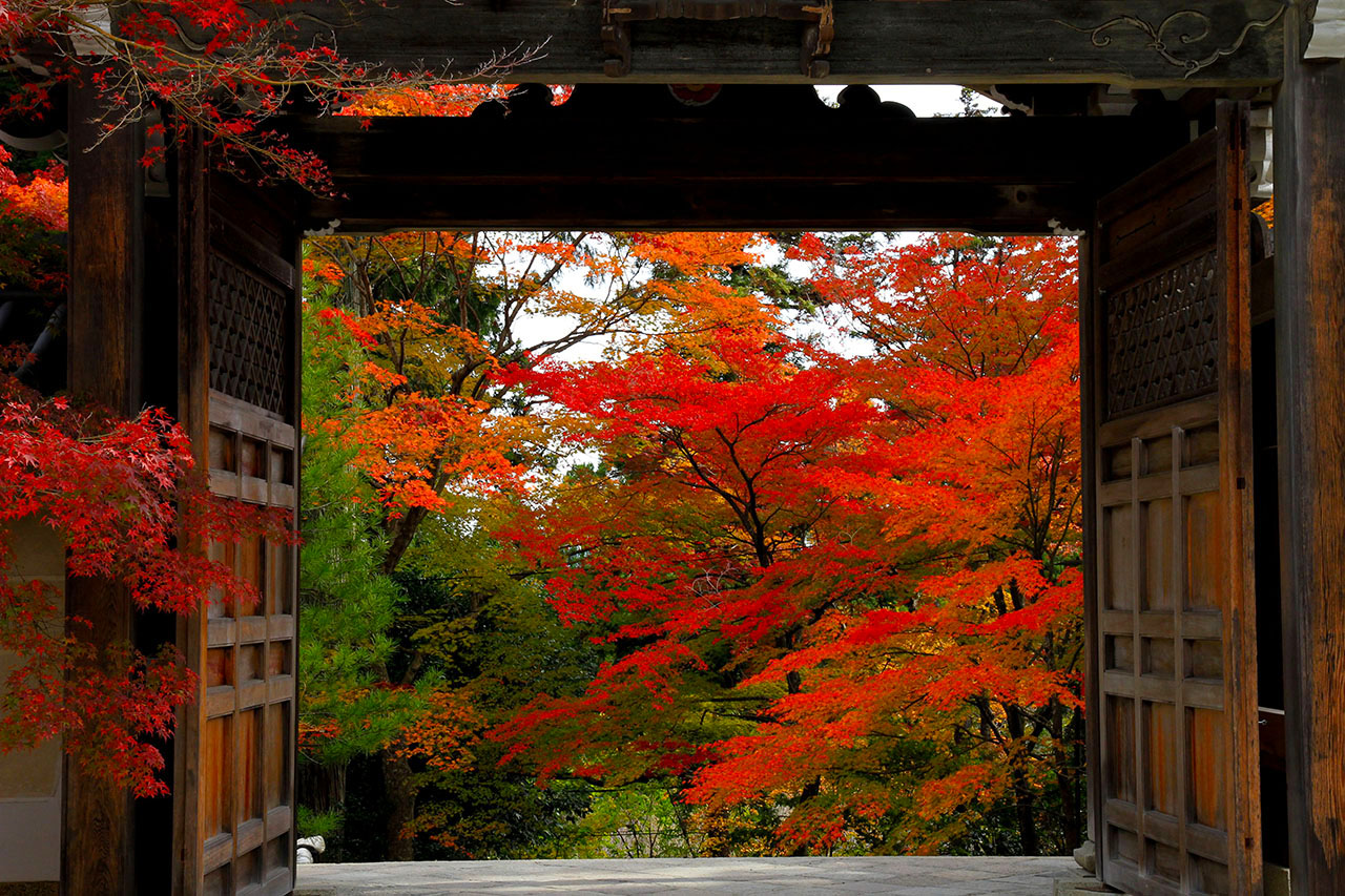 京都紅葉壁紙 二尊院唐門