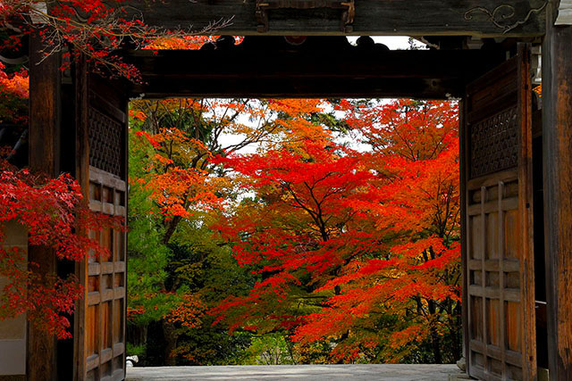 勅使門(唐門)