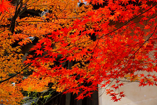 紅葉