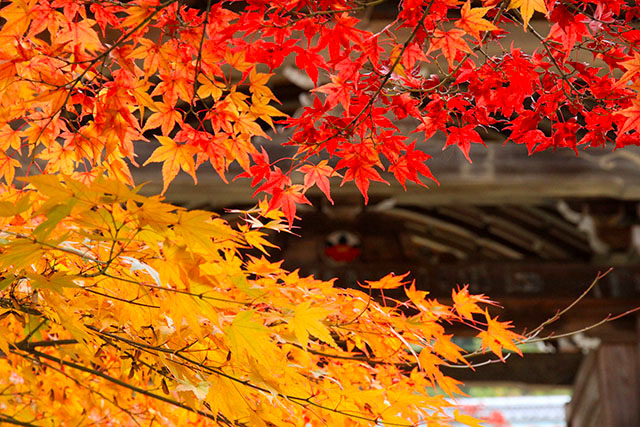 紅葉
