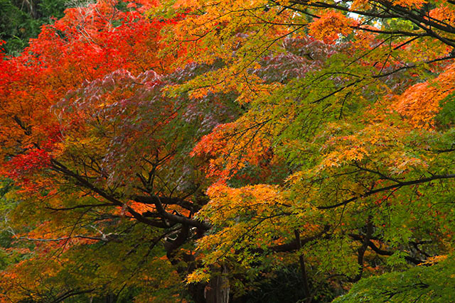 紅葉