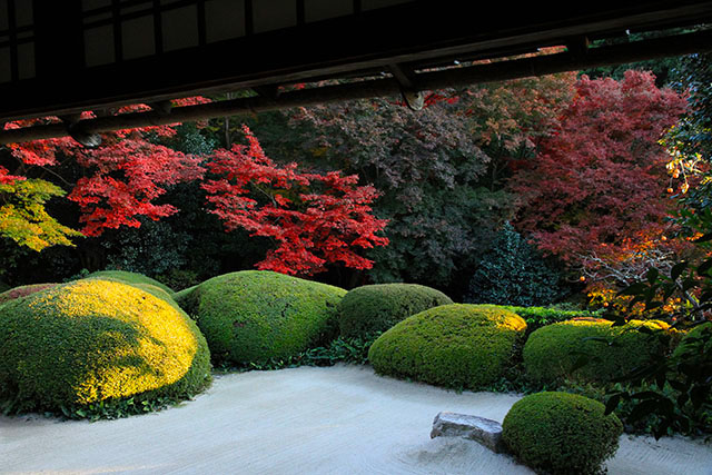 詩仙堂／京都の寺院と紅葉～四季の山野草