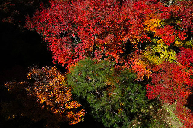 渓谷の紅葉