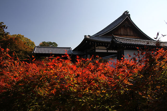 通天橋紅葉