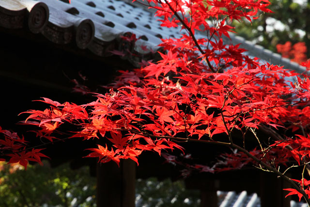 紅葉