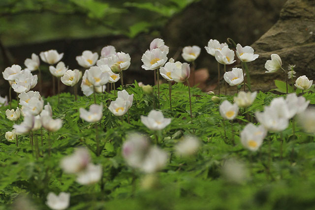 みかも山のイチリンソウ