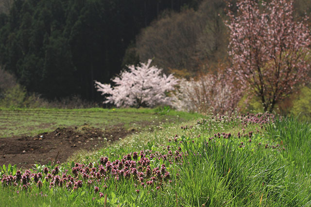 ヒメオドリコソウと桜