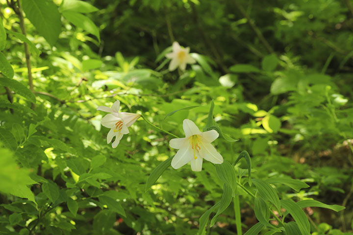 白花ヒメサユリ