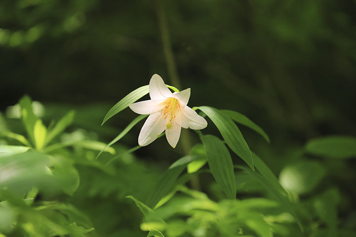 白花ヒメサユリ