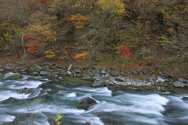 大谷川の紅葉