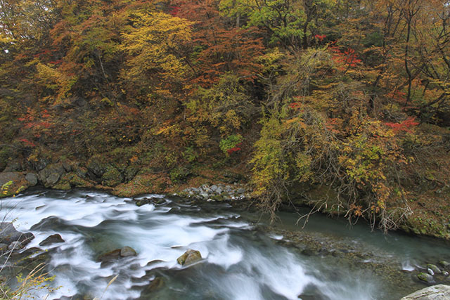 大谷川の紅葉