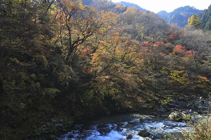 大谷川の紅葉