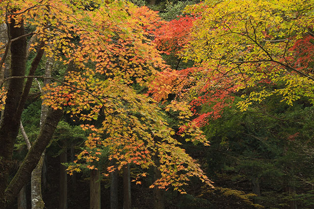 金谷ホテルと紅葉
