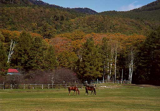 光徳牧場の馬と紅葉