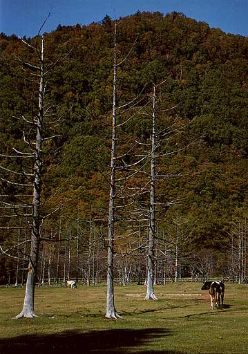 枯れ木と牛・光徳牧場
