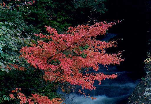 竜頭の滝紅葉