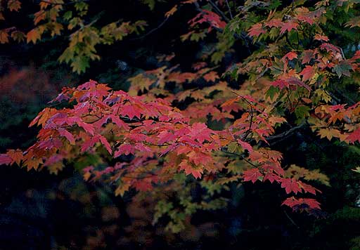 紅葉・竜頭の滝