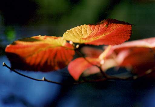 水辺の紅葉・湯の湖湖畔にて