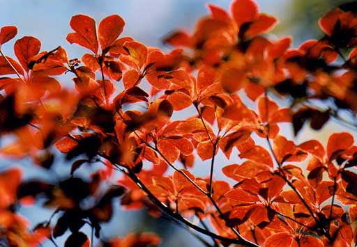 ヤシオツツジ紅葉