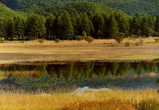 小田代ヶ原、湿原の紅葉