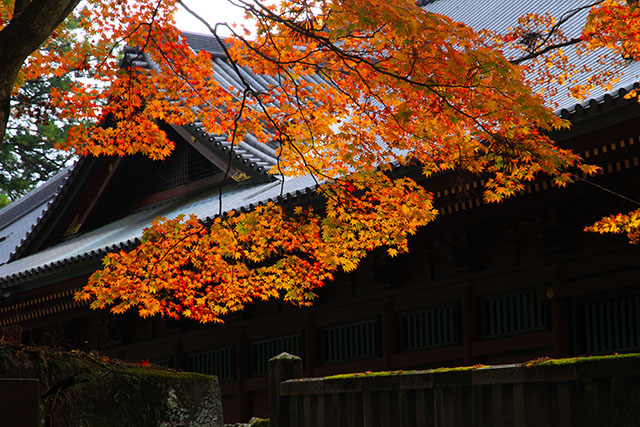 東照宮参道と紅葉