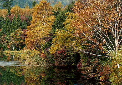 湯の湖東岸紅葉