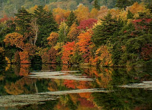 湯の湖東岸紅葉2