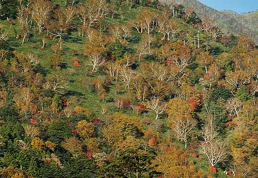 山の斜面の紅葉
