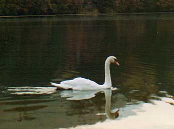 湯の湖を泳ぐ白鳥