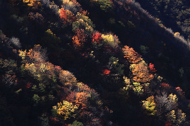 半月山紅葉