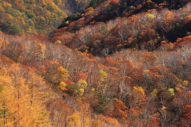 半月山紅葉