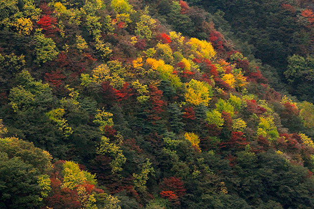 半月山紅葉