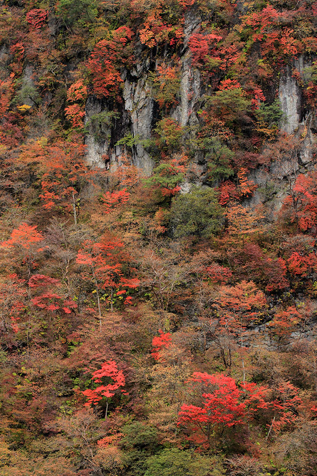 いろは坂と紅葉