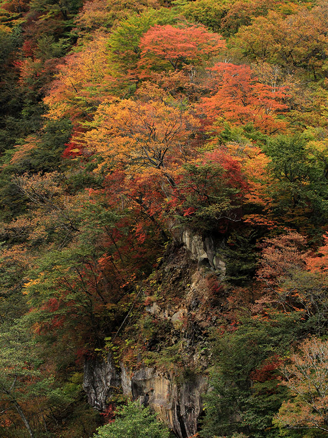 いろは坂と紅葉