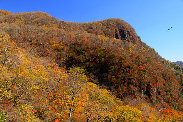 いろは坂と紅葉