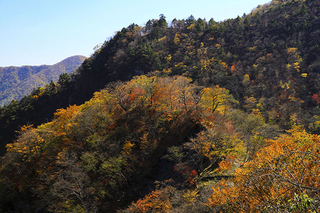 いろは坂と紅葉