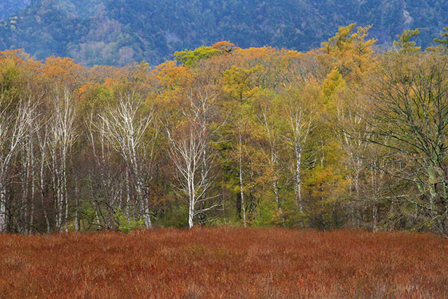 戦場ヶ原の木道から見た紅葉