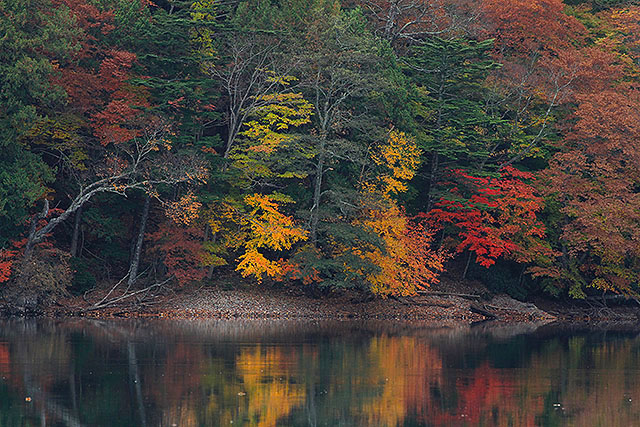西の湖の湖畔から見た紅葉