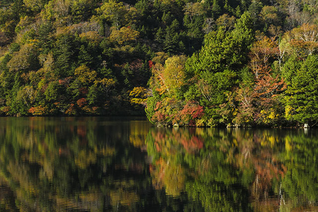 湯ノ湖兎島の紅葉