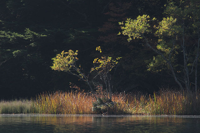 湯の湖湖畔の草紅葉