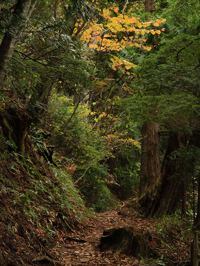 湯ノ湖西岸散策路