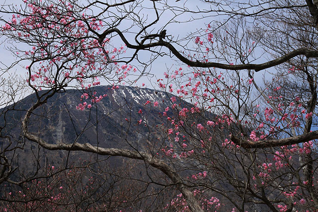 アカヤシオと男体山
