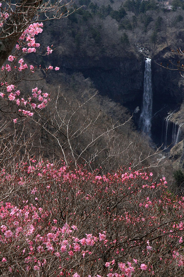 アカヤシオと華厳の滝